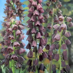 Menu Purple And White Fritillaria Collection -US Garden Plants Sales 2024 87105 persica purple fritillaria