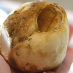 Menu Purple And White Fritillaria Collection -US Garden Plants Sales 2024 87105 persica purple fritillaria 3