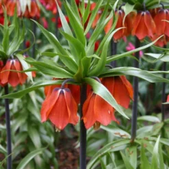 Menu Frantic For Fritillaria Collection -US Garden Plants Sales 2024 87106 rubra red fritillaria