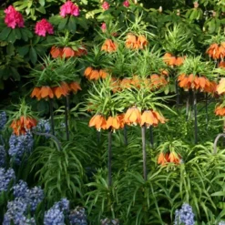 Menu Orange Ovation Collection 28 Menu Orange Ovation Collection -US Garden Plants Sales 2024 87107 aurora orange fritillaria 2 1