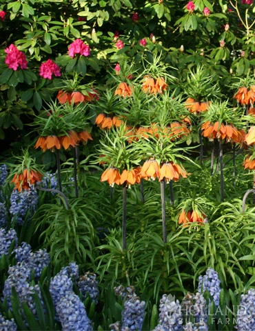 Menu Orange Ovation Collection 13 Menu Orange Ovation Collection - Image 11