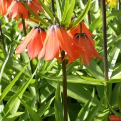 Menu Frantic For Fritillaria Collection -US Garden Plants Sales 2024 87107 aurora orange fritillaria