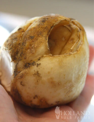 Menu Orange Ovation Collection 14 Menu Orange Ovation Collection - Image 12