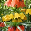 Menu Frantic For Fritillaria Collection -US Garden Plants Sales 2024 87108 frantic for fritillaria collection