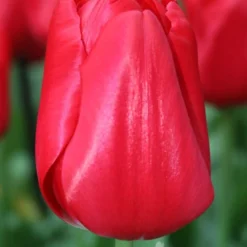 Menu Red, White And Blue Collection 18 Menu Red, White And Blue Collection -US Garden Plants Sales 2024 88103 seadov tulip 1