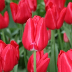 Menu Cotton Candy Tulip Collection 15 Menu Cotton Candy Tulip Collection -US Garden Plants Sales 2024 88103 seadov tulip 2