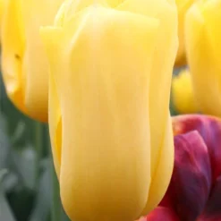 Menu 100 Blooms Of Red And Yellow Tulips Collection -US Garden Plants Sales 2024 88104 jan van nes triumph tulip 2