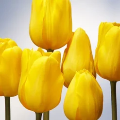 Menu 100 Blooms Of Red And Yellow Tulips Collection -US Garden Plants Sales 2024 88104 jan van ness tulip