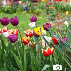 Menu 90 Days Of Spring Flowers Garden Kit 27 Menu 90 Days Of Spring Flowers Garden Kit -US Garden Plants Sales 2024 88107 mixed triumph tulips 2 1