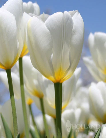 Menu Classic Beauty Spring Collection 4 Menu Classic Beauty Spring Collection - Image 2