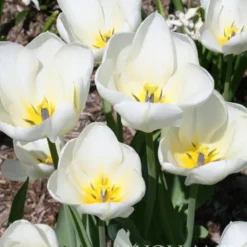 Menu Classic Beauty Spring Collection 20 Menu Classic Beauty Spring Collection -US Garden Plants Sales 2024 88108 purissima tulips 2 1