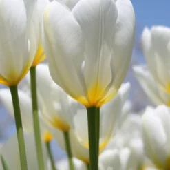 Menu Perennial Species Tulip Collection -US Garden Plants Sales 2024 88108 purissima tulips