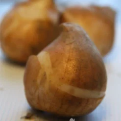 Menu Perennial Species Tulip Collection -US Garden Plants Sales 2024 88108 purissima tulips 3