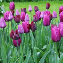 Menu Early Spring Tulip Collection 19 Menu Early Spring Tulip Collection -US Garden Plants Sales 2024 88116 purple prince tulip 2 1