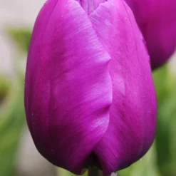 Menu Early Spring Flowers Garden Kit 26 Menu Early Spring Flowers Garden Kit -US Garden Plants Sales 2024 88116 purple prince tulip