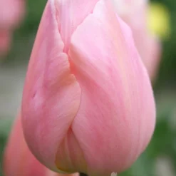 Front Page -US Garden Plants Sales 2024 88117 new