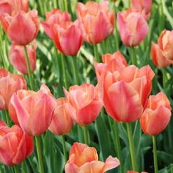 Menu Early Spring Tulip Collection 29 Menu Early Spring Tulip Collection -US Garden Plants Sales 2024 88117 stunning apricot tulip 2