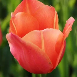 Menu Early Spring Tulip Collection 28 Menu Early Spring Tulip Collection -US Garden Plants Sales 2024 88117 stunning apricot tulip