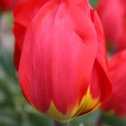 Menu 100 Blooms Of Red And Yellow Tulips Collection -US Garden Plants Sales 2024 88122 red revival tulip