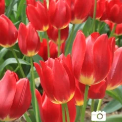 Menu 100 Blooms Of Red And Yellow Tulips Collection -US Garden Plants Sales 2024 88122 red revival tulip 3