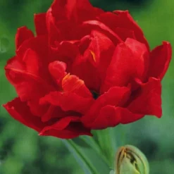 Menu Robust Double Flowering Tulip Collection 31 Menu Robust Double Flowering Tulip Collection -US Garden Plants Sales 2024 88123 miranda double early tulip 1