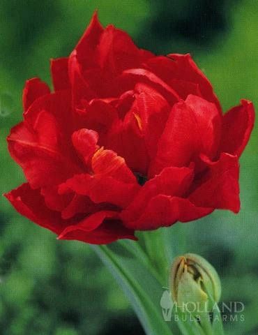 Menu Robust Double Flowering Tulip Collection 16 Menu Robust Double Flowering Tulip Collection - Image 14