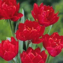 Menu Robust Double Flowering Tulip Collection 32 Menu Robust Double Flowering Tulip Collection -US Garden Plants Sales 2024 88123 miranda double early tulip 2 1