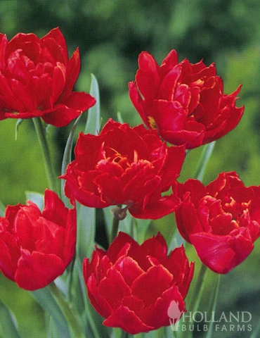 Menu Robust Double Flowering Tulip Collection 17 Menu Robust Double Flowering Tulip Collection - Image 15