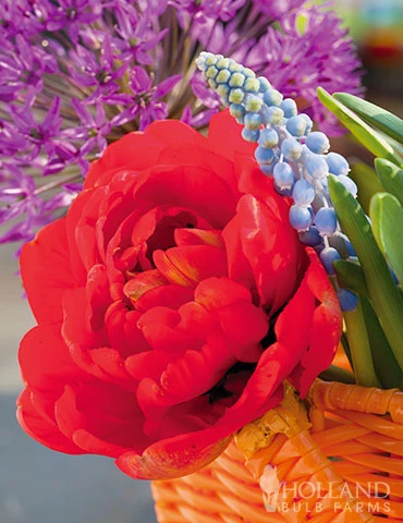 Menu Robust Double Flowering Tulip Collection 15 Menu Robust Double Flowering Tulip Collection - Image 13