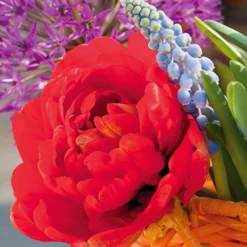 Menu Double Daffodil And Tulip Collection -US Garden Plants Sales 2024 88123 red double tulip 3