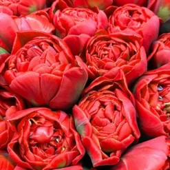 Menu Robust Double Flowering Tulip Collection 29 Menu Robust Double Flowering Tulip Collection -US Garden Plants Sales 2024 88123 red double tulip 4 1