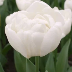 Menu Elegant Double Tulip Collection -US Garden Plants Sales 2024 88126 mondial double early tulip