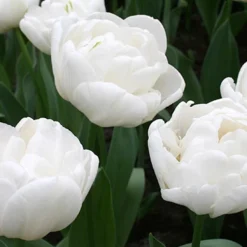 Menu Elegant Double Tulip Collection -US Garden Plants Sales 2024 88126 mondial double early tulip 3