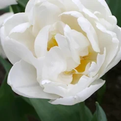 Menu Elegant Double Tulip Collection -US Garden Plants Sales 2024 88126 mondial double early tulip 4