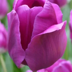 Menu Simple Spring Flowers Garden Collection 28 Menu Simple Spring Flowers Garden Collection -US Garden Plants Sales 2024 88129 negrita triumph tulip 1