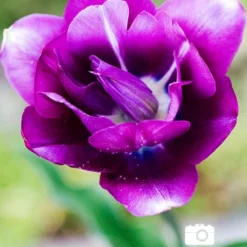 Menu Simple Spring Flowers Garden Collection 30 Menu Simple Spring Flowers Garden Collection -US Garden Plants Sales 2024 88129 negrita triumph tulip 3