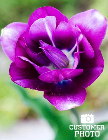 Menu Simple Spring Flowers Garden Collection 16 Menu Simple Spring Flowers Garden Collection - Image 14