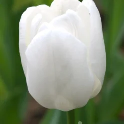 Menu Red, White And Blue Collection 20 Menu Red, White And Blue Collection -US Garden Plants Sales 2024 88138 pim fortuyn triumph tulip 1