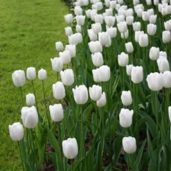 Menu Fairy Dust Hyacinth & Tulip Collection 28 Menu Fairy Dust Hyacinth & Tulip Collection -US Garden Plants Sales 2024 88138 pim fortuyn triumph tulip 2