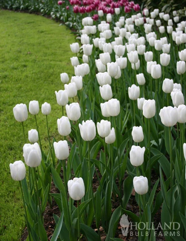 Menu Fairy Dust Hyacinth & Tulip Collection 13 Menu Fairy Dust Hyacinth & Tulip Collection - Image 11