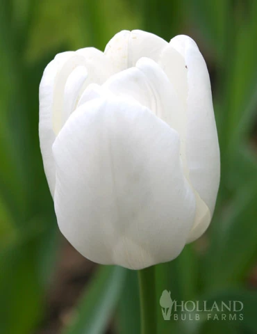 Menu Fairy Dust Hyacinth & Tulip Collection 12 Menu Fairy Dust Hyacinth & Tulip Collection - Image 10