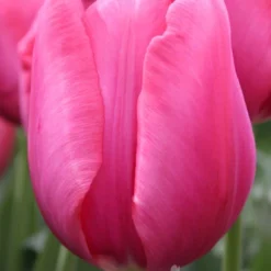 Menu Sweet And Sassy Duo Collection -US Garden Plants Sales 2024 88139 don quichotte triumph tulip 1