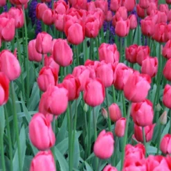 Menu Sweet And Sassy Duo Collection -US Garden Plants Sales 2024 88139 don quichotte triumph tulip 2 1