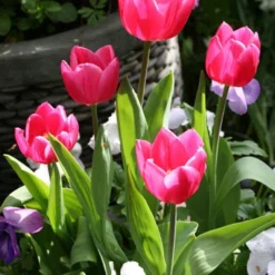 Menu Sweet And Sassy Duo Collection -US Garden Plants Sales 2024 88139 don quichotte triumph tulip 3 1