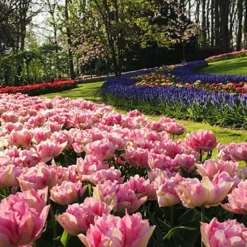 Menu Fairy Dust Hyacinth & Tulip Collection 30 Menu Fairy Dust Hyacinth & Tulip Collection -US Garden Plants Sales 2024 88146 double pink 1