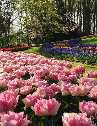 Menu Pink Tulip & Daffodil Collection 8 Menu Pink Tulip & Daffodil Collection - Image 6