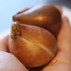 Menu Fairy Dust Hyacinth & Tulip Collection 31 Menu Fairy Dust Hyacinth & Tulip Collection -US Garden Plants Sales 2024 88146 finola double late tulip 2 1