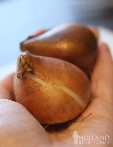 Menu Fairy Dust Hyacinth & Tulip Collection 16 Menu Fairy Dust Hyacinth & Tulip Collection - Image 14