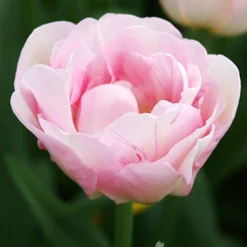Menu Sweet As Angels Duo Collection -US Garden Plants Sales 2024 88146 finola double late tulip