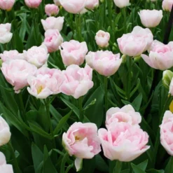Menu Pink Tulip & Daffodil Collection 23 Menu Pink Tulip & Daffodil Collection -US Garden Plants Sales 2024 88146 finola double late tulip 3 4